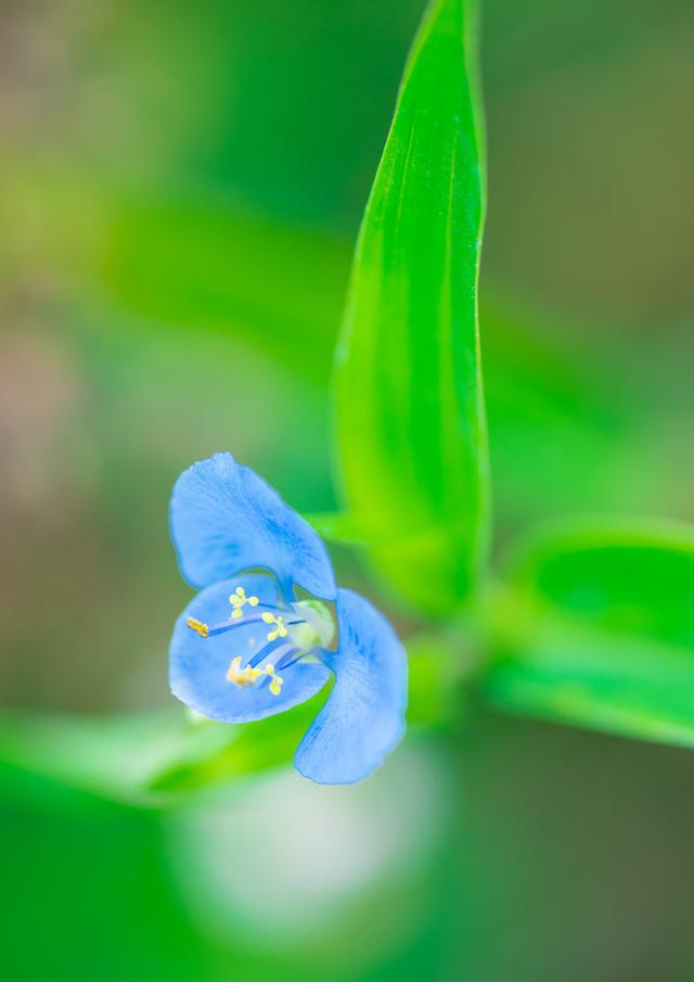 农村野花名称大全，农村常见的50种野花野草（农村哪些野花让你觉得很美）
