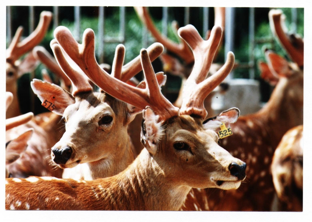 鹿角为啥会自然脱落，鹿角每年都会自然脱落