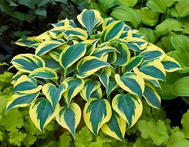 金牛座配对星座排名，金牛座配对排行（男女是这两种星座组合）