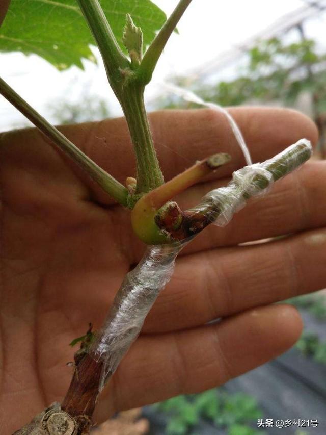 葡萄树怎么嫁接，嫁接葡萄树方法视频（葡萄嫁接种植有妙招）