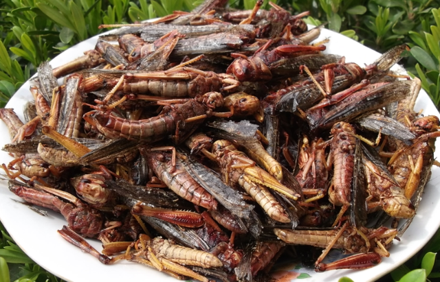 炸蚂蚱全身都可以吃吗，油炸的蚂蚱能吃吗（吃起来也是嘎嘣脆）