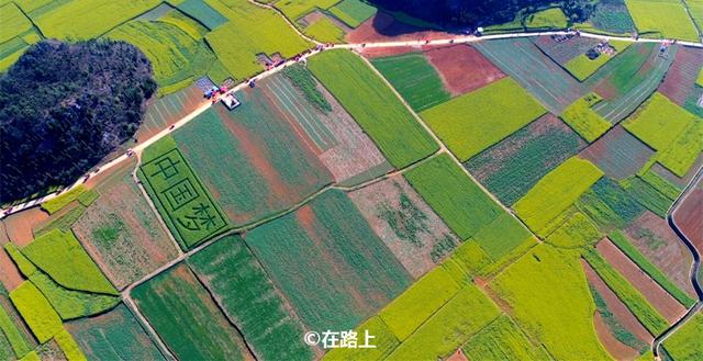 油菜花开的季节，适合家庭室内养的花与绿植（2019年全国油菜花开放时间表）