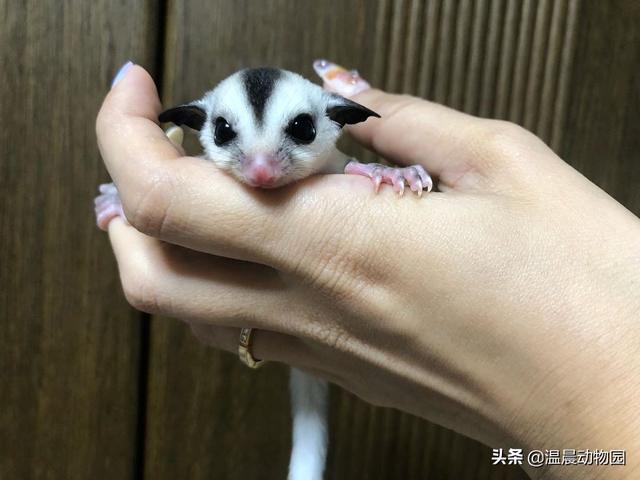 蜜袋鼯饲养指南，养蜜袋鼯不应该套用其他宠物的饲养方法