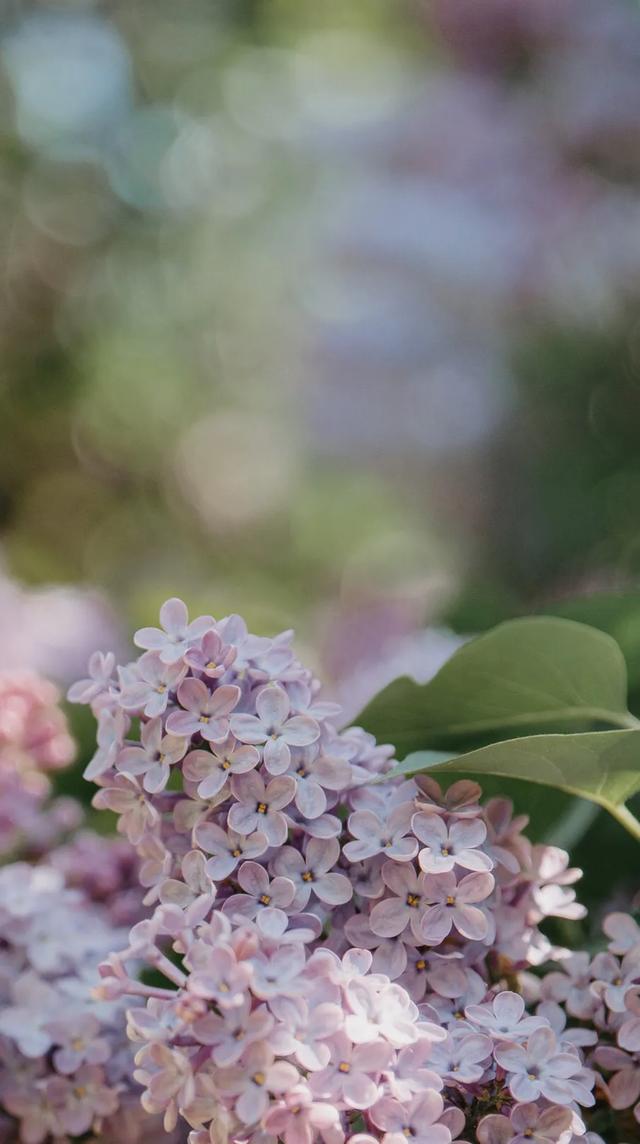 初玖/红色系壁纸:唯有红色7815,红色系高清壁纸(超高清壁纸&