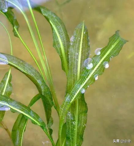 水生植物有哪些，常见的水生植物有哪些（水生植物大全）