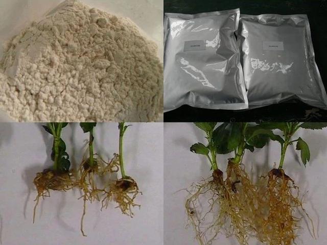 且效果还可以,可以促进植物生根,家里如果有生根粉,那一定要及时使用