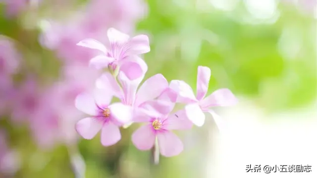 人生短暂别在犹豫不决中荒废了时光，人生那么短暂哪有时间让你去犹豫（时光悄然流逝，珍惜方得始终）