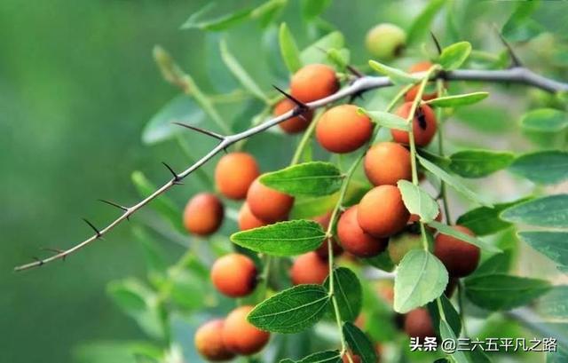野生酸枣的功效与作用及食用，野生酸枣有什么用处（以前无人问津到如今抢着去采摘）