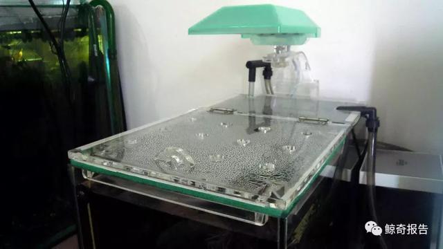 黄金眼镜蛇雷龙，黄金眼镜蛇饲养说明书（黄金眼镜蛇雷龙能长多大）