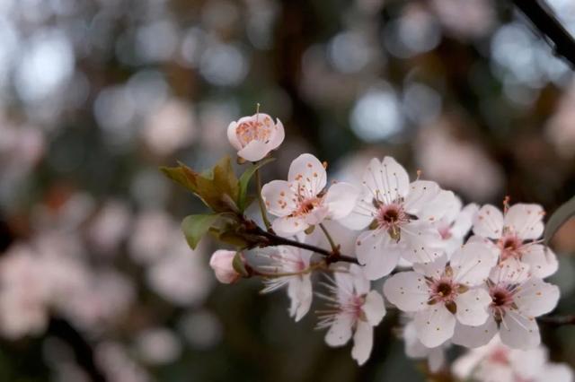 花柄花梗茎的区别，花梗和花茎的区别（一树一树的花花花花花花开）