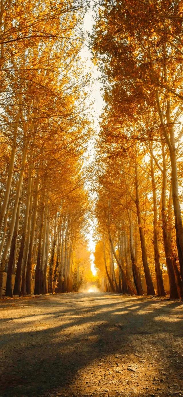 全面屏壁纸，苹果全面屏最火壁纸（超赞全面屏壁纸图片）