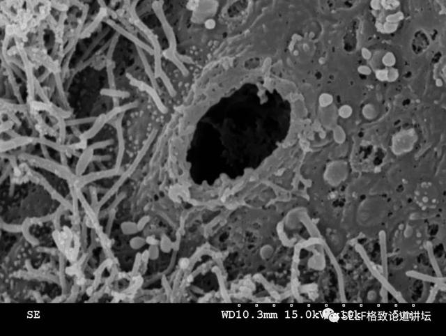 钟乳石是不是生物，钟乳石为什么不是生物（在幽深洞穴里的几百万年）
