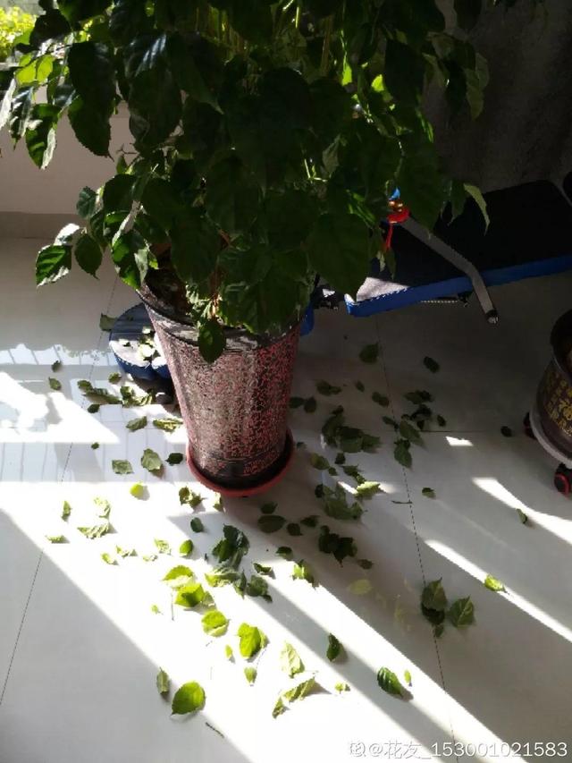 鹅掌柴的作用与功效，鹅掌柴的功效与作用（一养就能养20年）