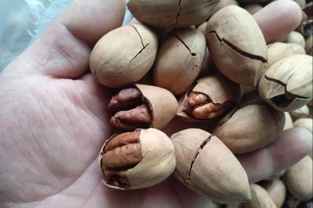 碧根果是山核桃吗，碧根果和山核桃的口感区别（碧根果大战鲍鱼果）
