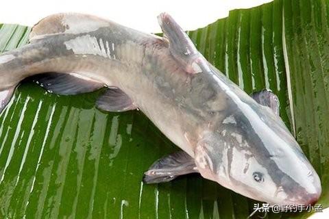 鮰鱼虽与鲶鱼相似，却因独特风味令人情有独钟，成为食客心头好。