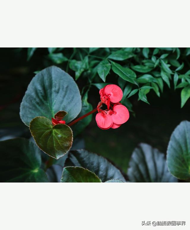 玻璃海象（玻璃海棠，这3个方法你用了吗（玻璃海棠长什么样）