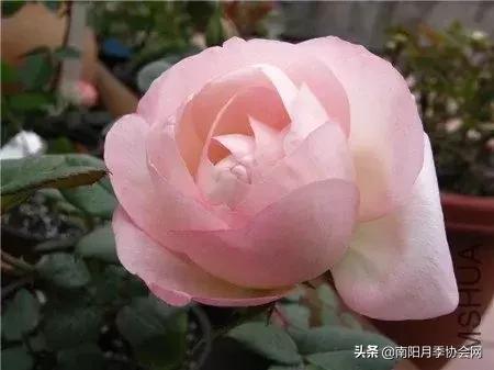 草莓杏仁饼月季，花期长耐晒勤花多头月季推荐（让人口水直流的两款月季）