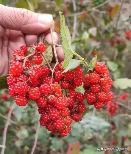 醋柳果的功效与作用，醋柳果的功效与作用及禁忌（国内有哪些小众特色水果）