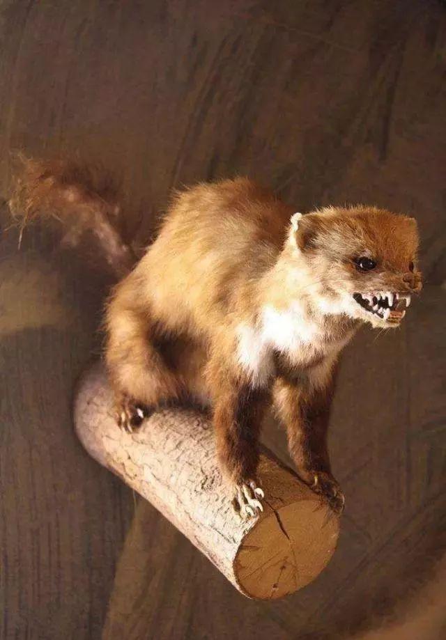 黄鼠狼长什么样子，黄鼠狼身上长什么样（也许需要一次正名）