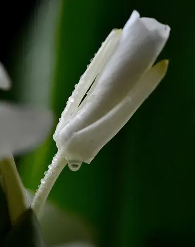茉莉花的功效，茉莉花的功效与作用泡水喝的功效（因为它气机清灵啊）