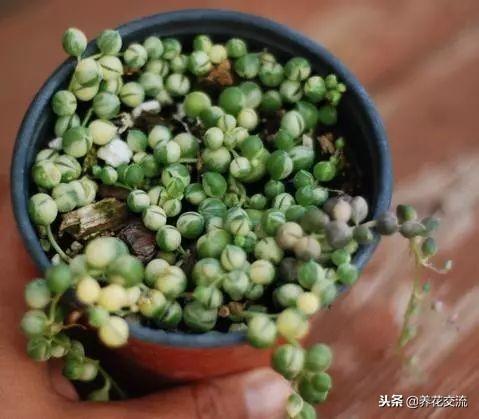 珍珠吊兰的养殖方法和注意事项，珍珠吊兰怎么过冬（每年都能开出芬芳的精致小花）