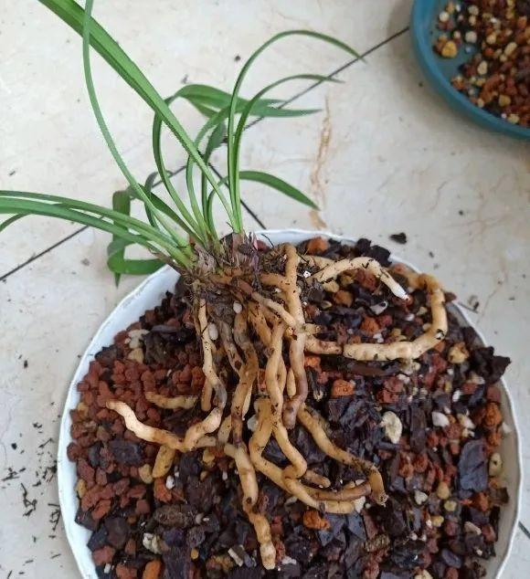 又高又深的花盆适合种什么花，高花盆适合种什么花（5种“贵气花”）