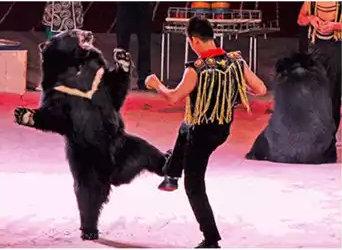 世界最著名的马戏团有哪些，世界最著名的马戏团有哪些动物（全球最知名的马戏表演要来郑州了）