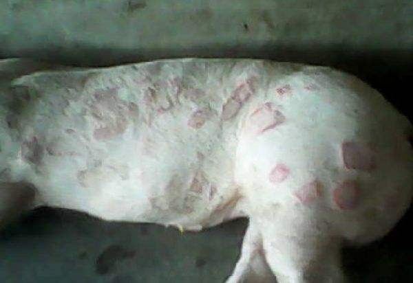 猪丹毒怎么治疗，猪丹毒怎么治疗猪易（用这一种药，就能拿下猪丹毒）