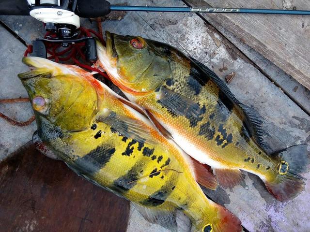 帝王三间和巴西亚鱼有什么区别，巴西亚鱼与皇冠三间鱼有什么区别（也许等不到中国钓鱼人就被消灭光了）