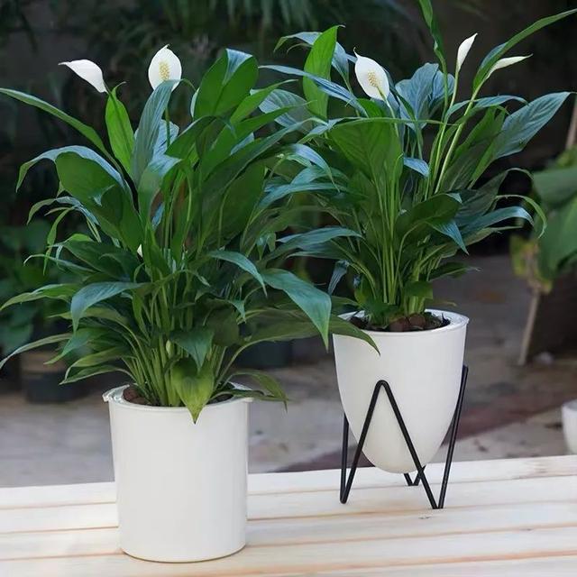 一帆风顺花有毒吗，一帆风顺花草有毒吗（家里养了宠物的朋友）