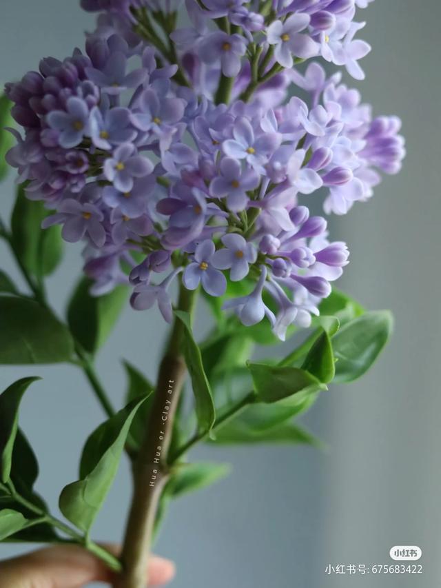 香皂花是什么材质做的，肥皂花是什么材料的（最适合懒人养的花）