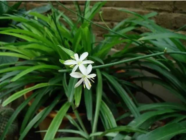 各种花的花语，各种花的花语爱情（史上最全花语大全）