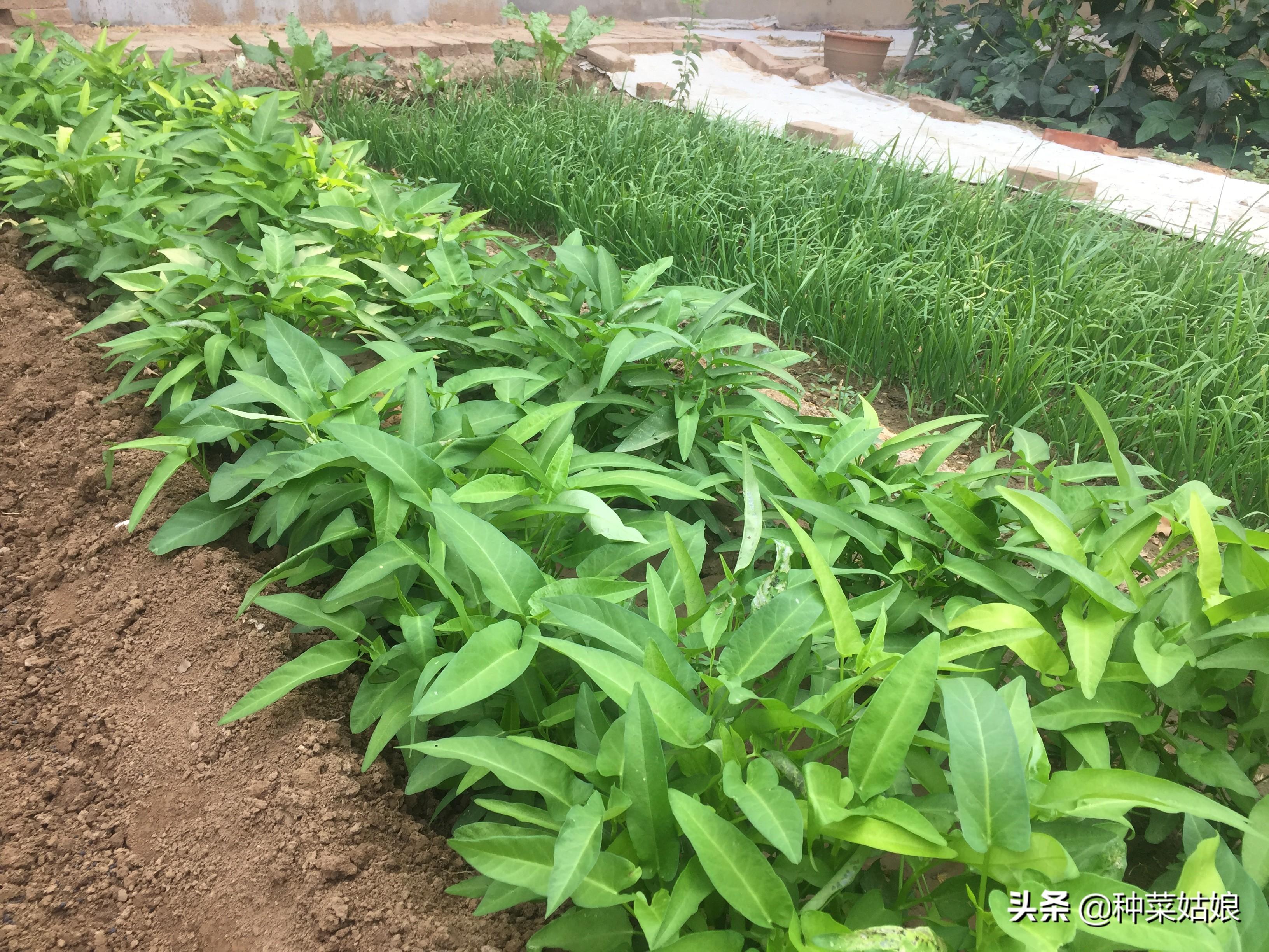 空心菜怎么施肥长得快（种植空心菜的技巧方法）