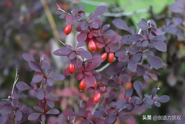 常绿灌木有哪些，这21种你见过吗，常绿灌木有哪些（10种常见的常绿灌木你都知道吗）