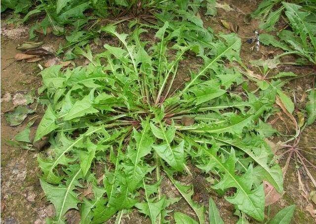 野生白花菜图片，野白花菜的功效与作用与禁忌（20种常见野菜辨别图）