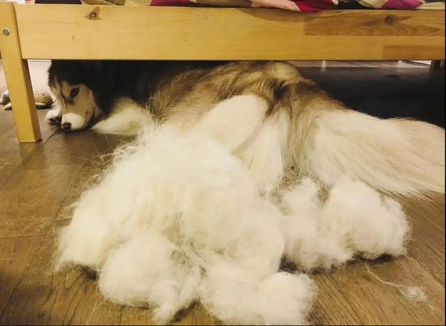 雪橇犬有几种，世界三大傻狗（最容易掉毛的7种狗狗）