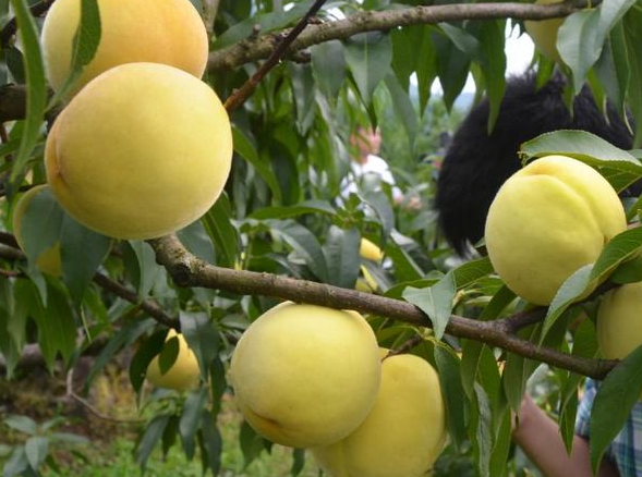 黄桃是热性还是凉性，黄桃凉性还是热性的吗（黄桃子是凉性还是热性的）