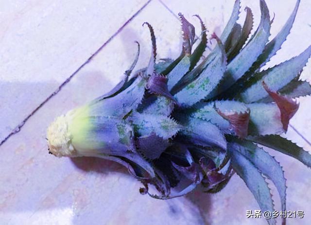 菠萝怎么种植方法，菠萝种植几年才能结果（种在盆里5天长根）