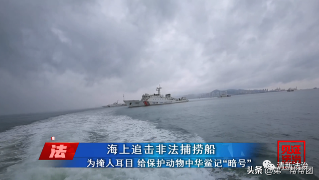 鲎是保护动物吗，鲎是保护动物吗为啥（休渔期非法捕捞国家保护动物中华鲎）