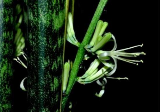 虎皮兰开花吗，虎皮兰花图片（虎皮兰的花语是什么/刚毅坚定）