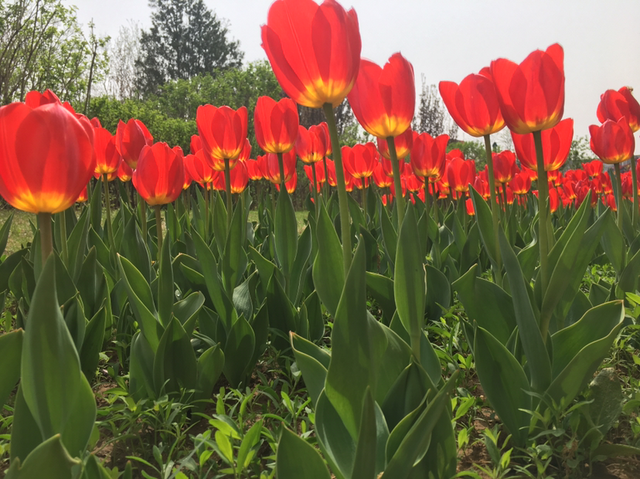 郁金香花语是什么，白色郁金香代表什么（全国各地都很常见）