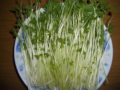 红豆芽可以吃吗，红豆可以发豆芽吗?有什么营养（其实原料常见生产简单）