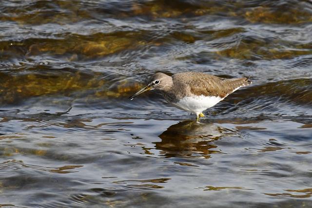 水鸡是什么，水鸡是什么车（西方秧鸡、叽咋柳莺......）