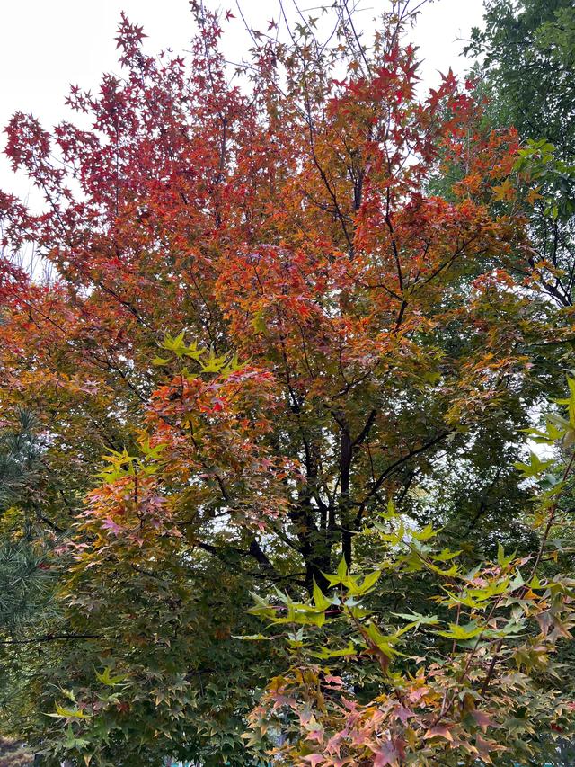 小区里的景色，小区里的景色真美呀（秋天里的小区美景图片）
