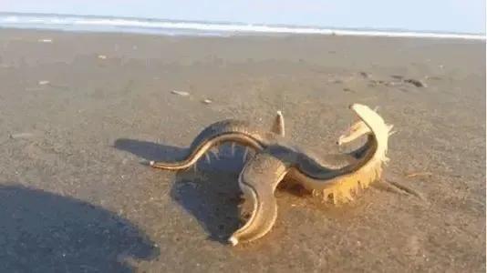 海星可以吃吗，油炸海星可以吃吗（是一种棘皮动物。海星能吃）