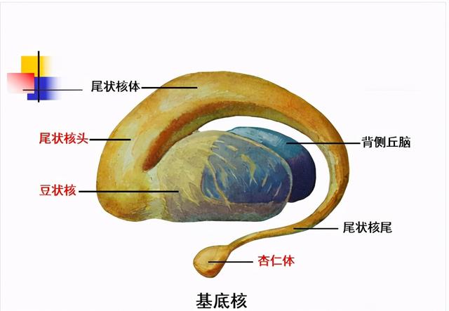 大脑杏仁体解剖图，高清大脑解剖图谱