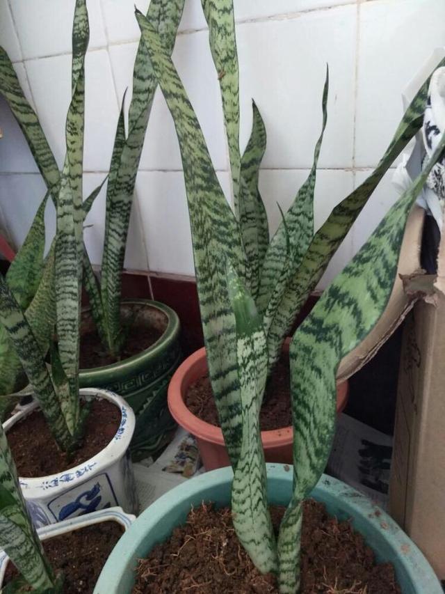 虎皮兰快速爆盆的3个小妙招，虎皮兰怎么养才能长的茂盛又爆盆（简单“3步骤”）