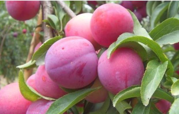 红李子的功效与作用，红心李子的功效与作用（李子的功效与作用）