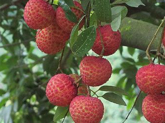 炒年糕小哥走红，炒年糕小哥暴红背后生意经（新晋荔枝大使薇娅直播间）