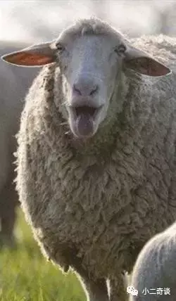 巨型猪笼草有毒吗,猪笼草有毒吗?有什么作用(世界极具恐怖的植物) 巨型猪笼草有毒吗,猪笼草有毒吗?有什么作用(世界极具恐怖的植物)